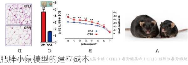 肥胖小鼠模型的建立成本