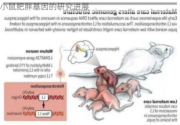 小鼠肥胖基因的研究进展