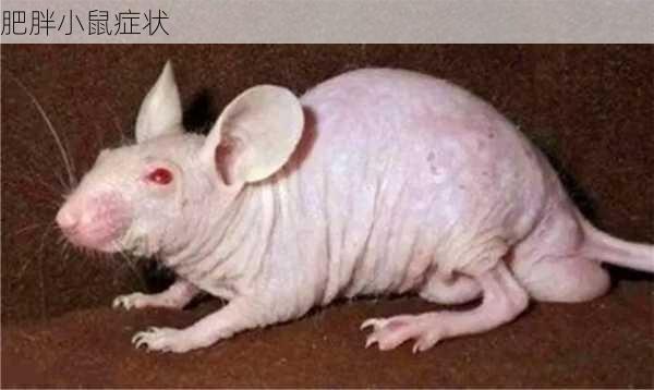 肥胖小鼠症状