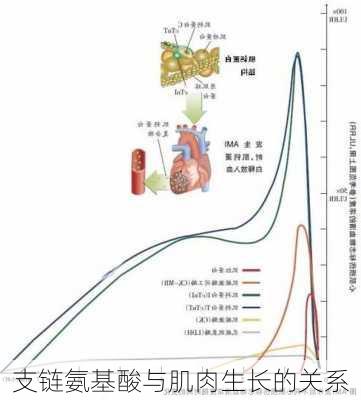 支链氨基酸与肌肉生长的关系
