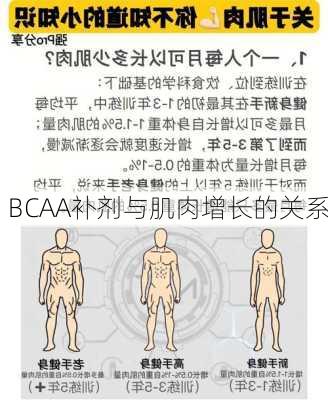 BCAA补剂与肌肉增长的关系