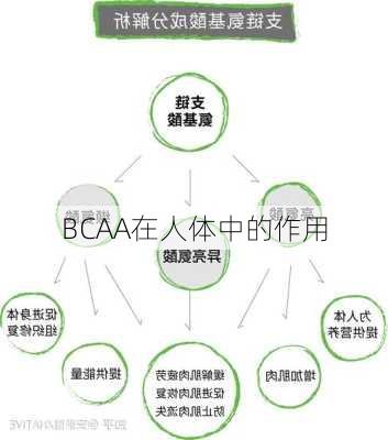 BCAA在人体中的作用