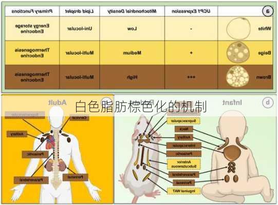 白色脂肪棕色化的机制