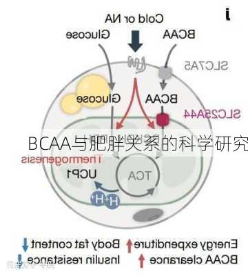 BCAA与肥胖关系的科学研究