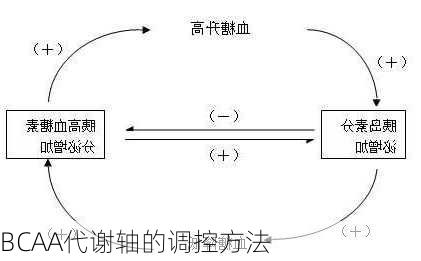 BCAA代谢轴的调控方法