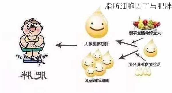 脂肪细胞因子与肥胖