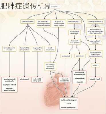 肥胖症遗传机制