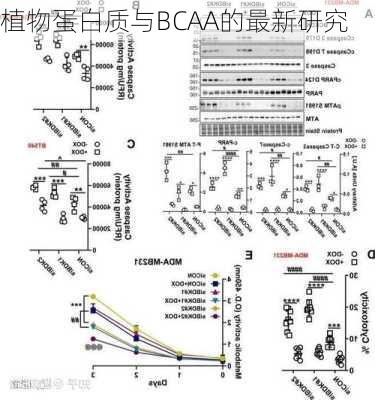 植物蛋白质与BCAA的最新研究
