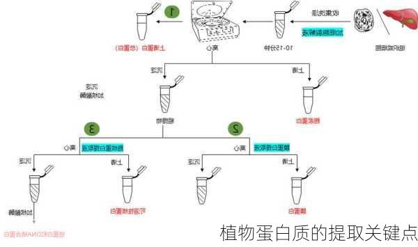 植物蛋白质的提取关键点