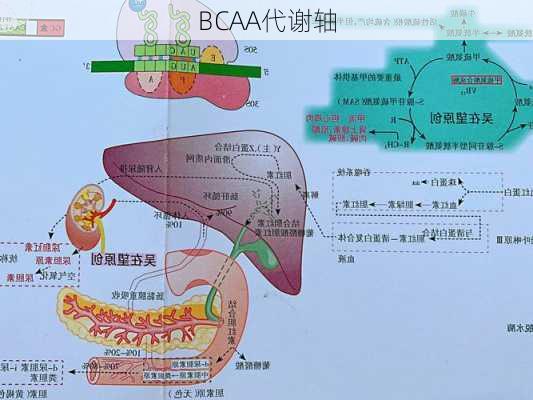BCAA代谢轴