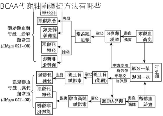 BCAA代谢轴的调控方法有哪些