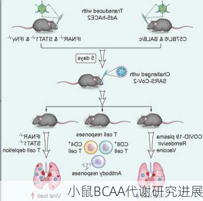 小鼠BCAA代谢研究进展