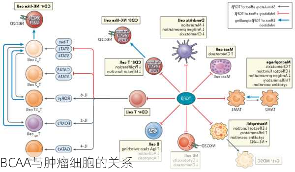 BCAA与肿瘤细胞的关系