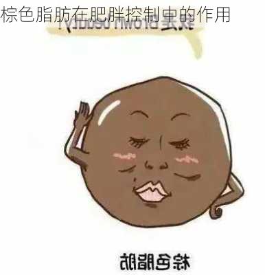 棕色脂肪在肥胖控制中的作用