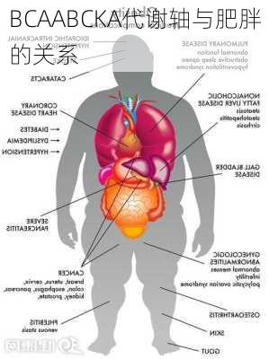 BCAABCKA代谢轴与肥胖的关系