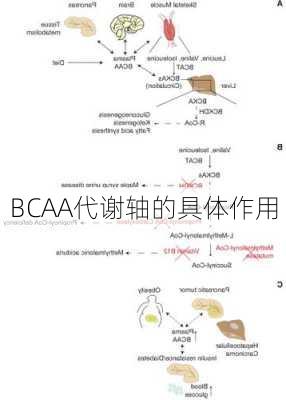 BCAA代谢轴的具体作用