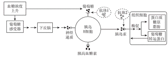 胰岛素抵抗的机制及影响