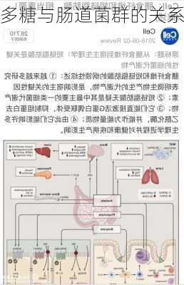 多糖与肠道菌群的关系