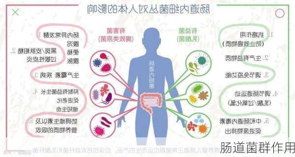 肠道菌群作用