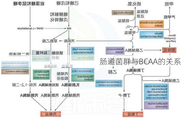 肠道菌群与BCAA的关系