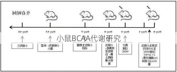 小鼠BCAA代谢研究