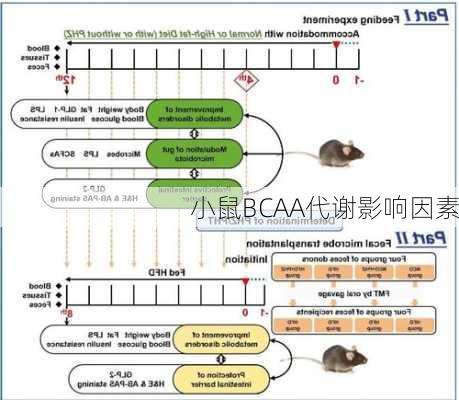 小鼠BCAA代谢影响因素