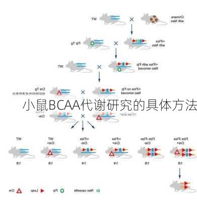 小鼠BCAA代谢研究的具体方法