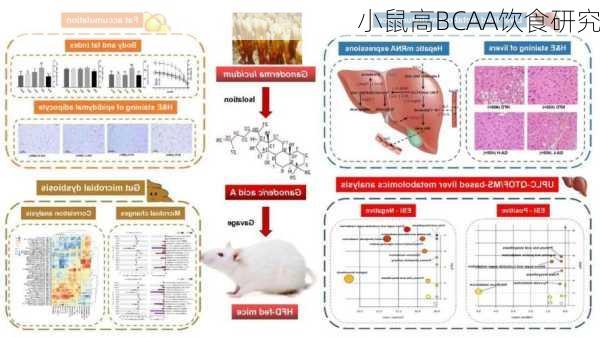小鼠高BCAA饮食研究
