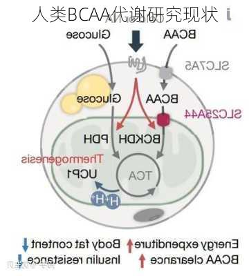 人类BCAA代谢研究现状
