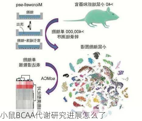 小鼠BCAA代谢研究进展怎么了
