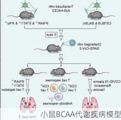 小鼠BCAA代谢疾病模型