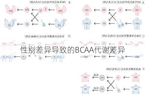 性别差异导致的BCAA代谢差异