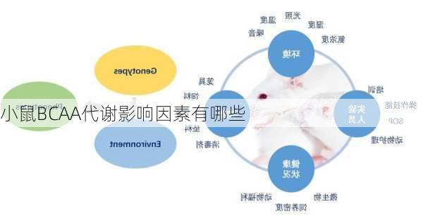 小鼠BCAA代谢影响因素有哪些