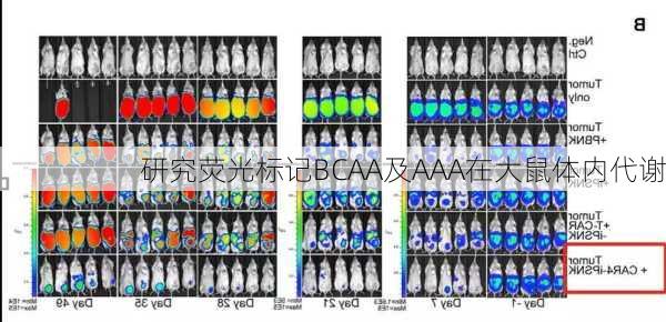 研究荧光标记BCAA及AAA在大鼠体内代谢