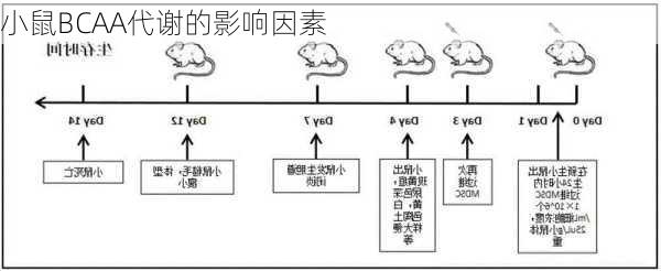 小鼠BCAA代谢的影响因素