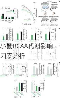 小鼠BCAA代谢影响因素分析