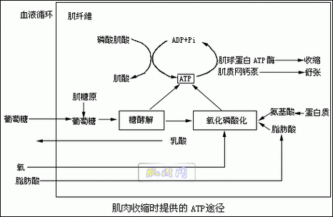 BCAA在肌肉中的代谢