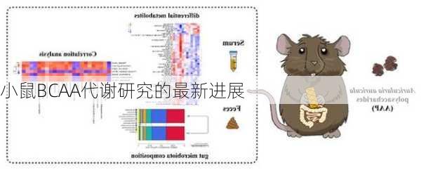 小鼠BCAA代谢研究的最新进展