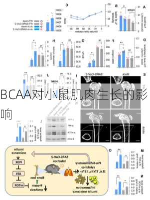 BCAA对小鼠肌肉生长的影响