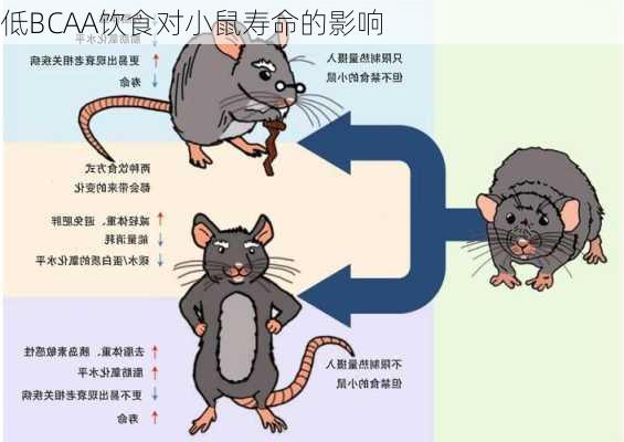 低BCAA饮食对小鼠寿命的影响