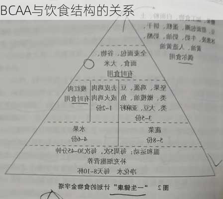 BCAA与饮食结构的关系