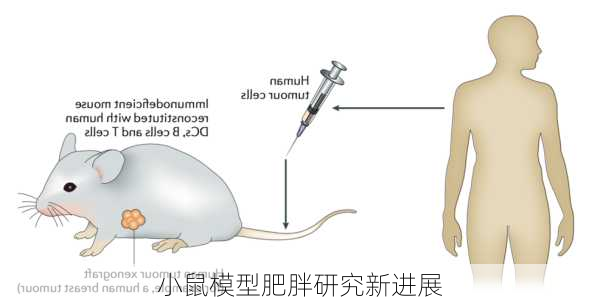小鼠模型肥胖研究新进展