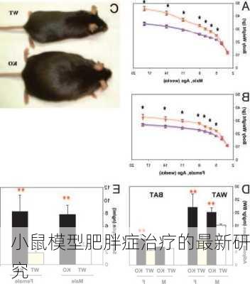 小鼠模型肥胖症治疗的最新研究