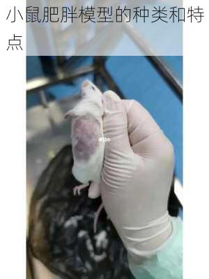 小鼠肥胖模型的种类和特点
