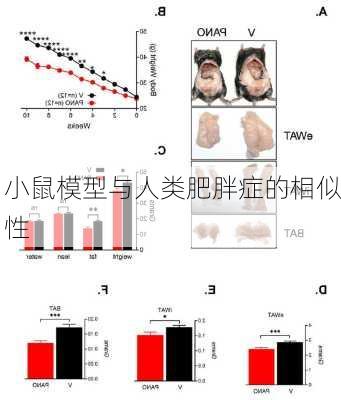 小鼠模型与人类肥胖症的相似性