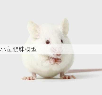 小鼠肥胖模型