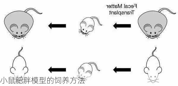 小鼠肥胖模型的饲养方法