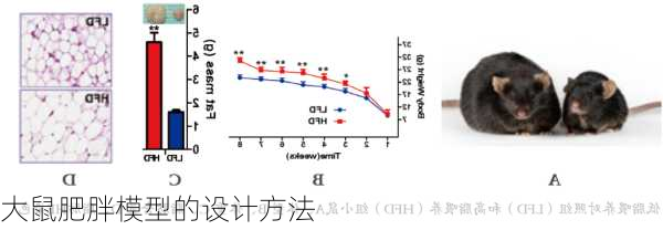 大鼠肥胖模型的设计方法