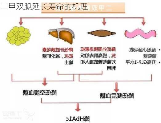 二甲双胍延长寿命的机理