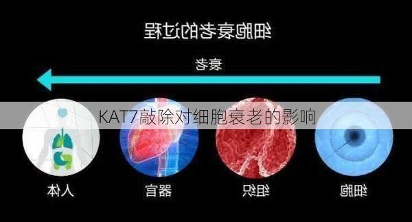KAT7敲除对细胞衰老的影响